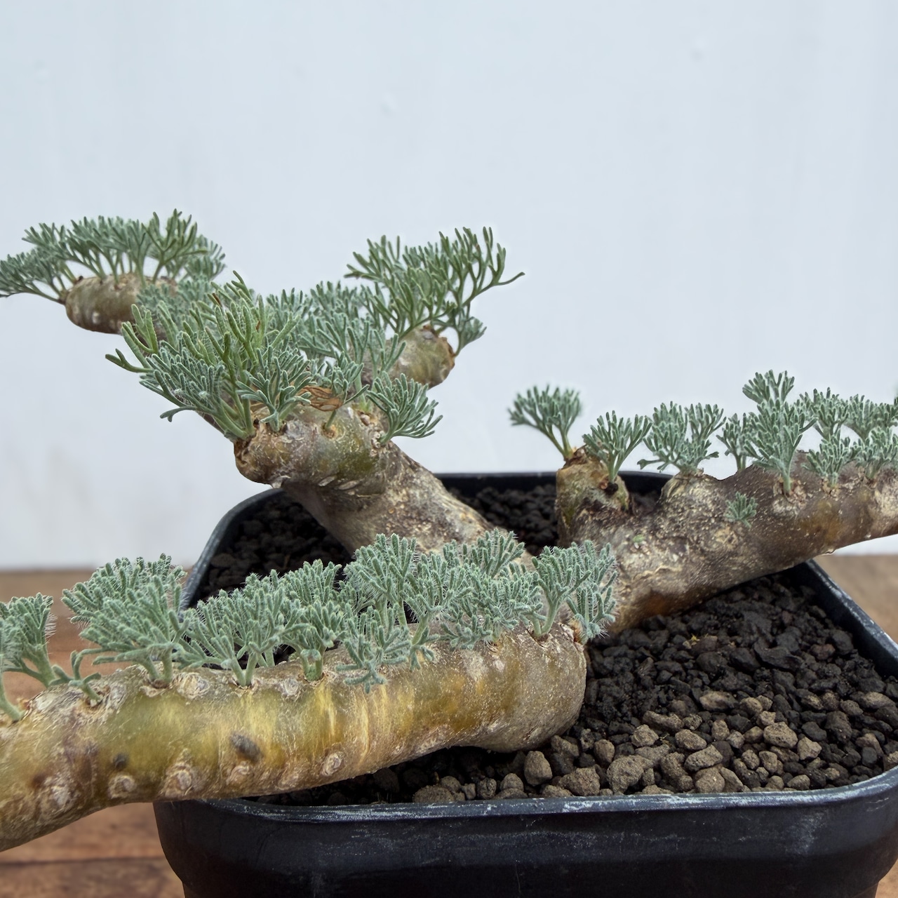 Monsonia multifida【モンソニア・ムルチフィダ】