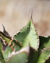 【PREMIUM】 抜き苗 アガベ チタノタ 疣々竜 親株 Agave titanota 'Totoro'
