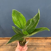 トコカ　cf. quadrialata【908】