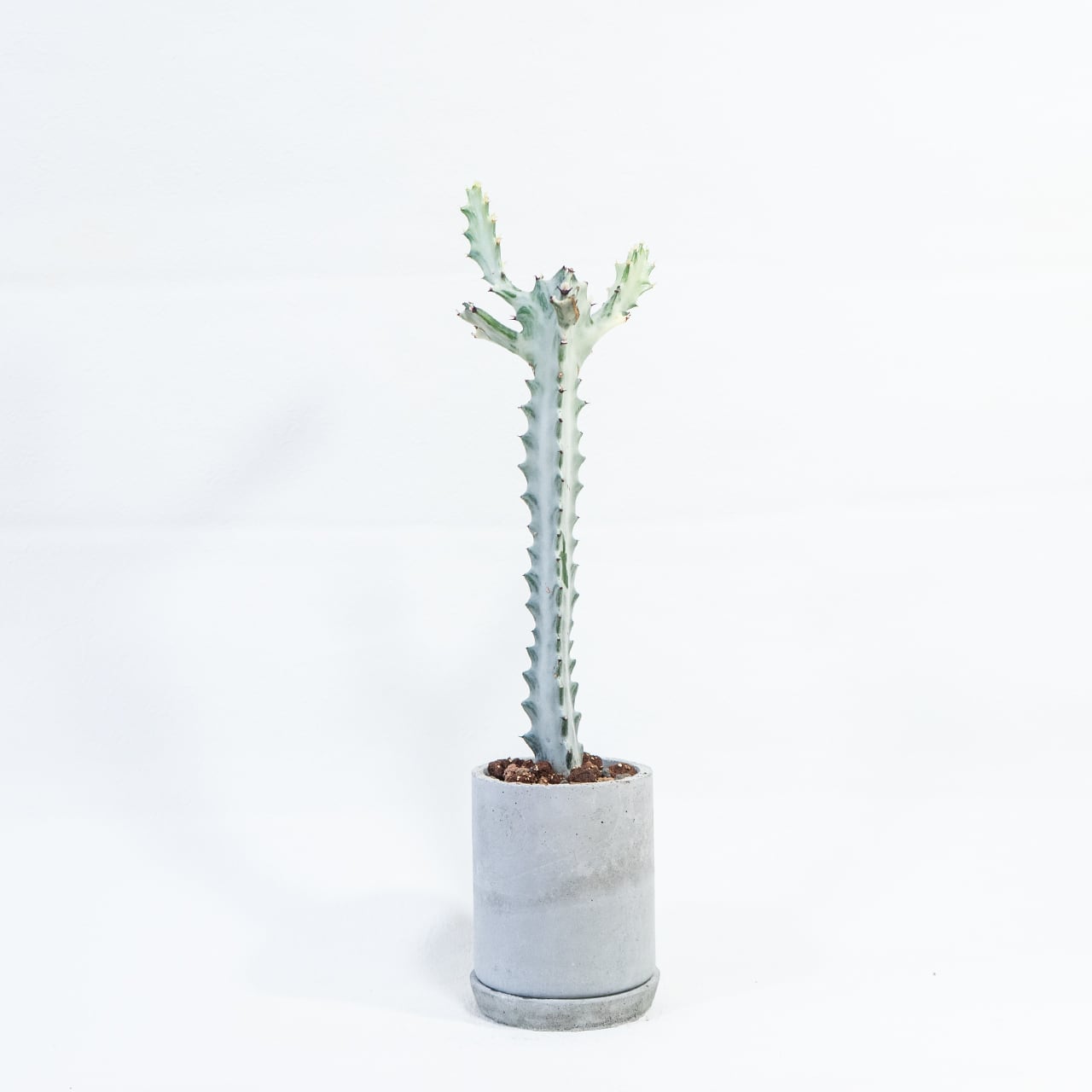 ホワイトゴースト 白肌の幹が幻想的 ザラっと質感のモルタル鉢で引き立つ個性派植物