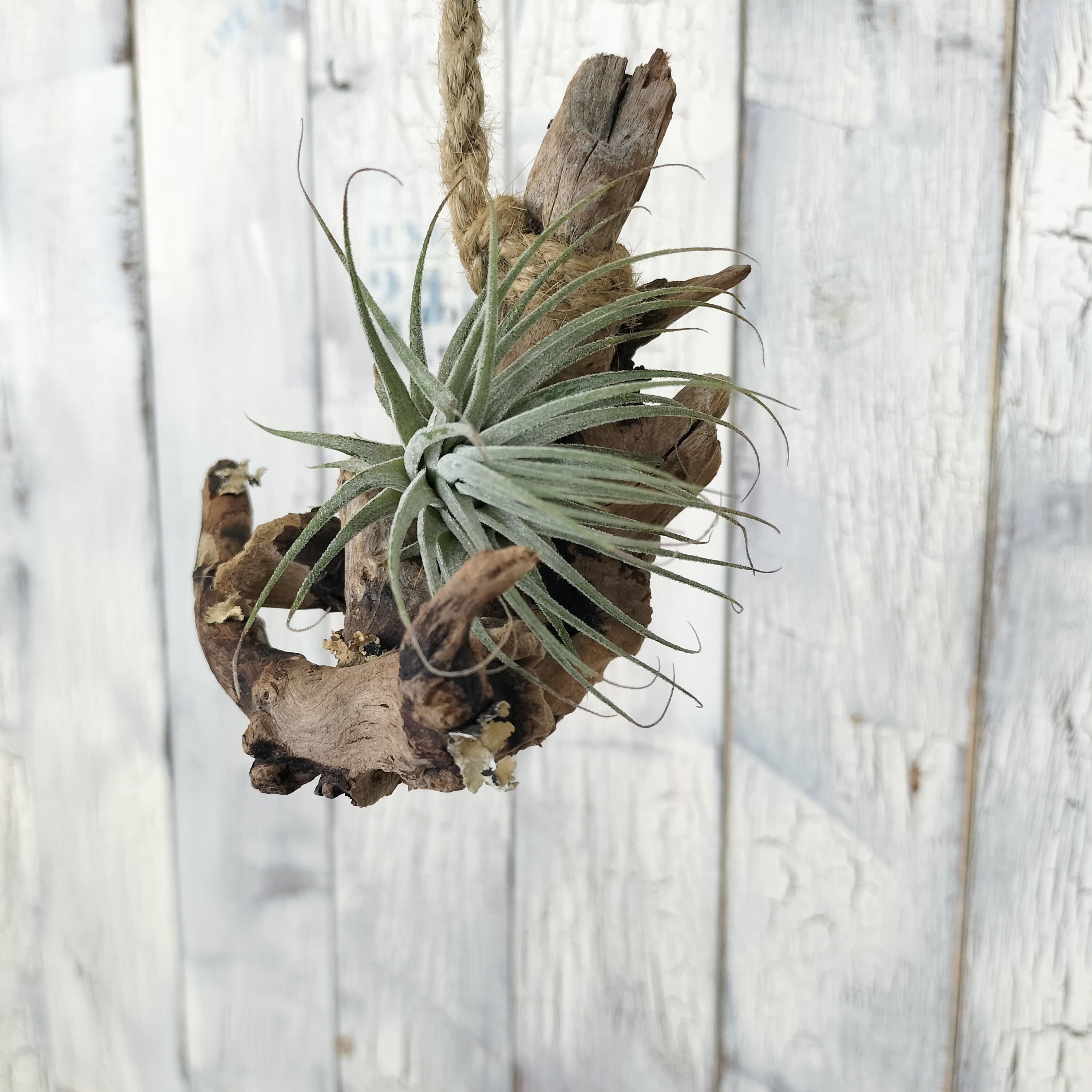 新品 エアープランツ 花芽付き でしたが花は終わり 流木は付きません