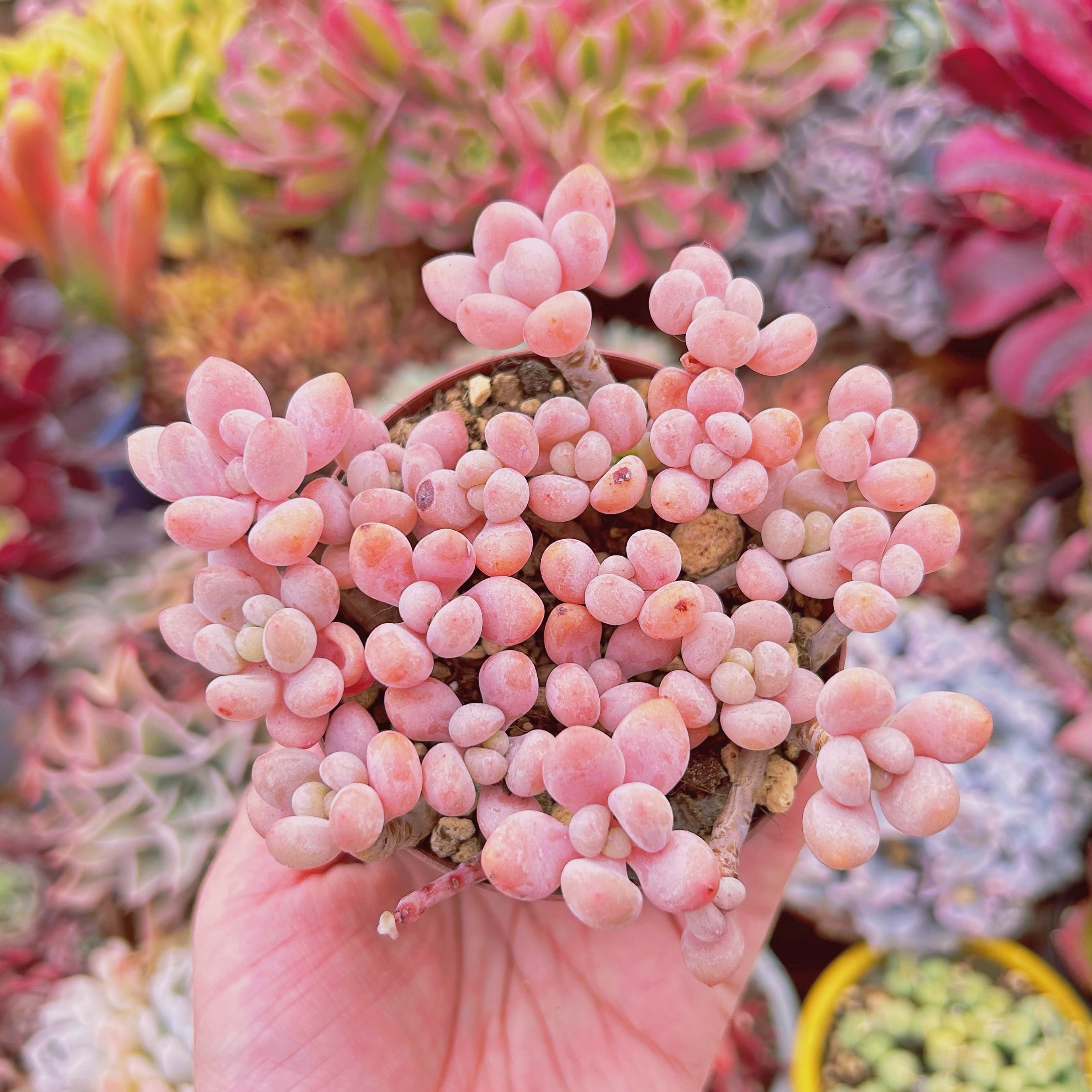 #074現物　多肉植物　ストロベリーミルク　