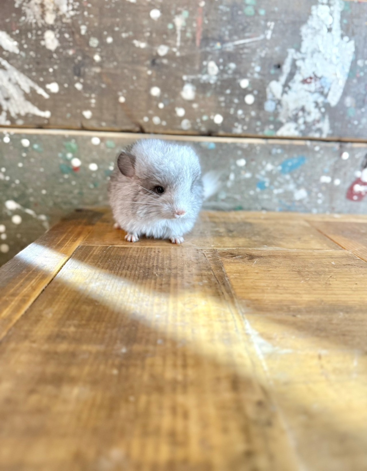 アンゴラ・シルバーモザイク・ホワイトテール① - 6