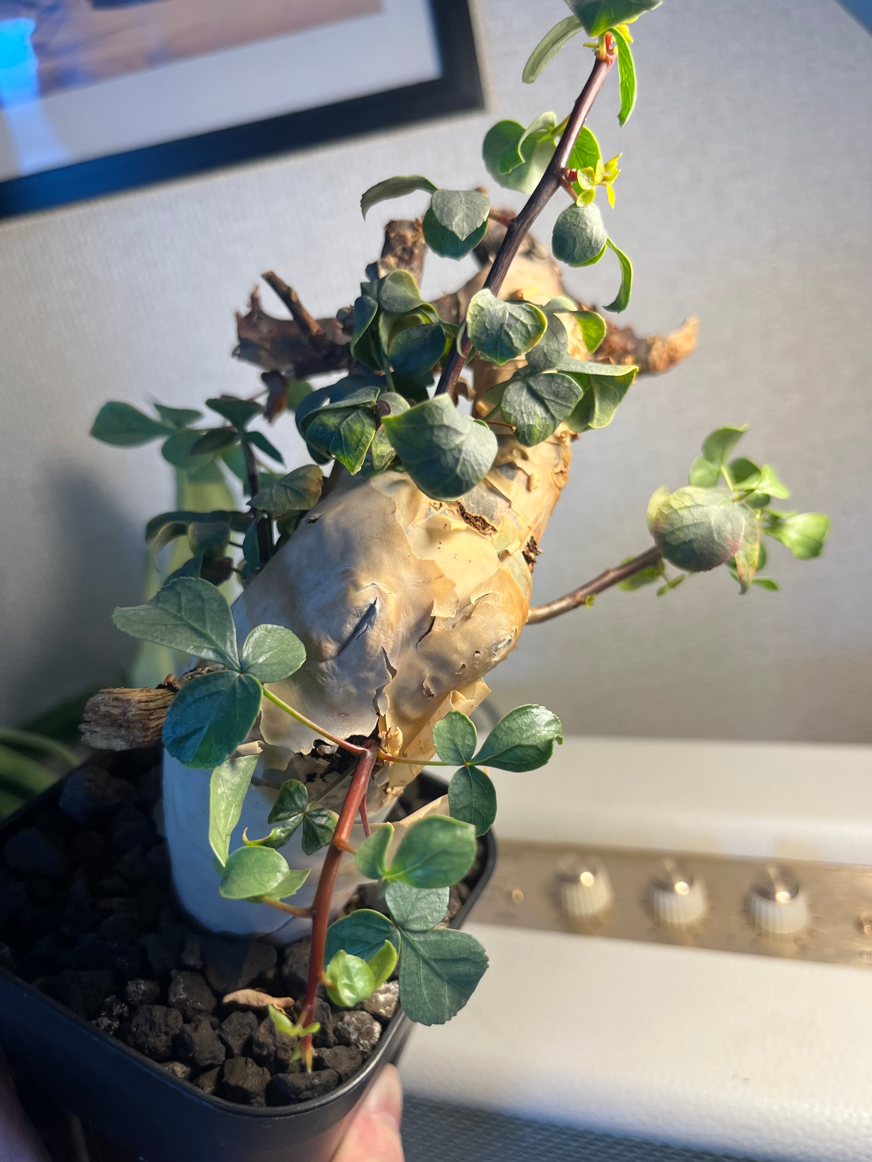 コミフォラ カタフ ピュアソマリア Commiphora グラキリス パキプス 発