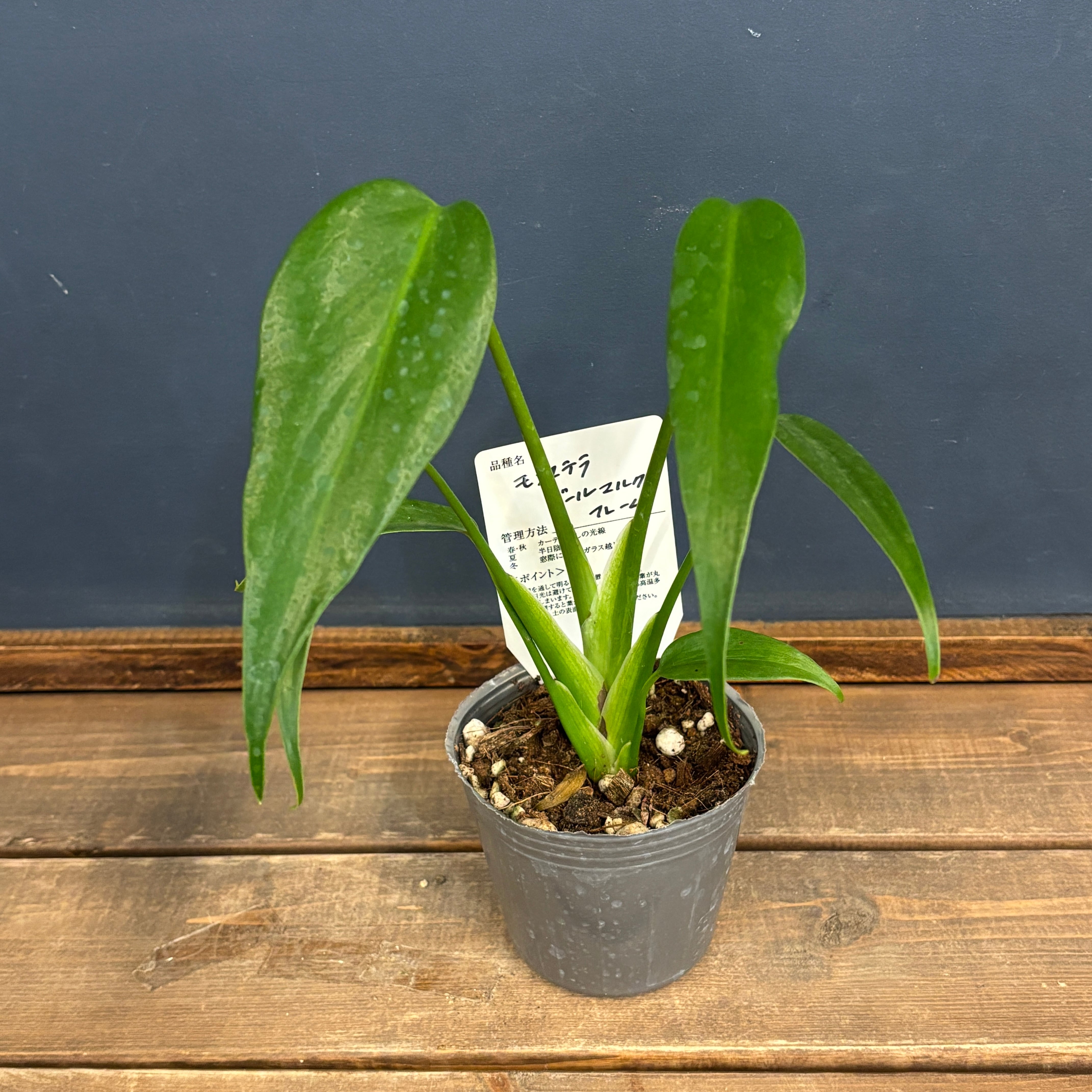 モンステラ バールマルクスフレーム【662】 | PROTOLEAF プロトリーフ