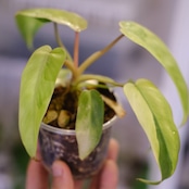 Philodendron Radiatum x Florida Beauty x Mayoi / フィロデンドロン③