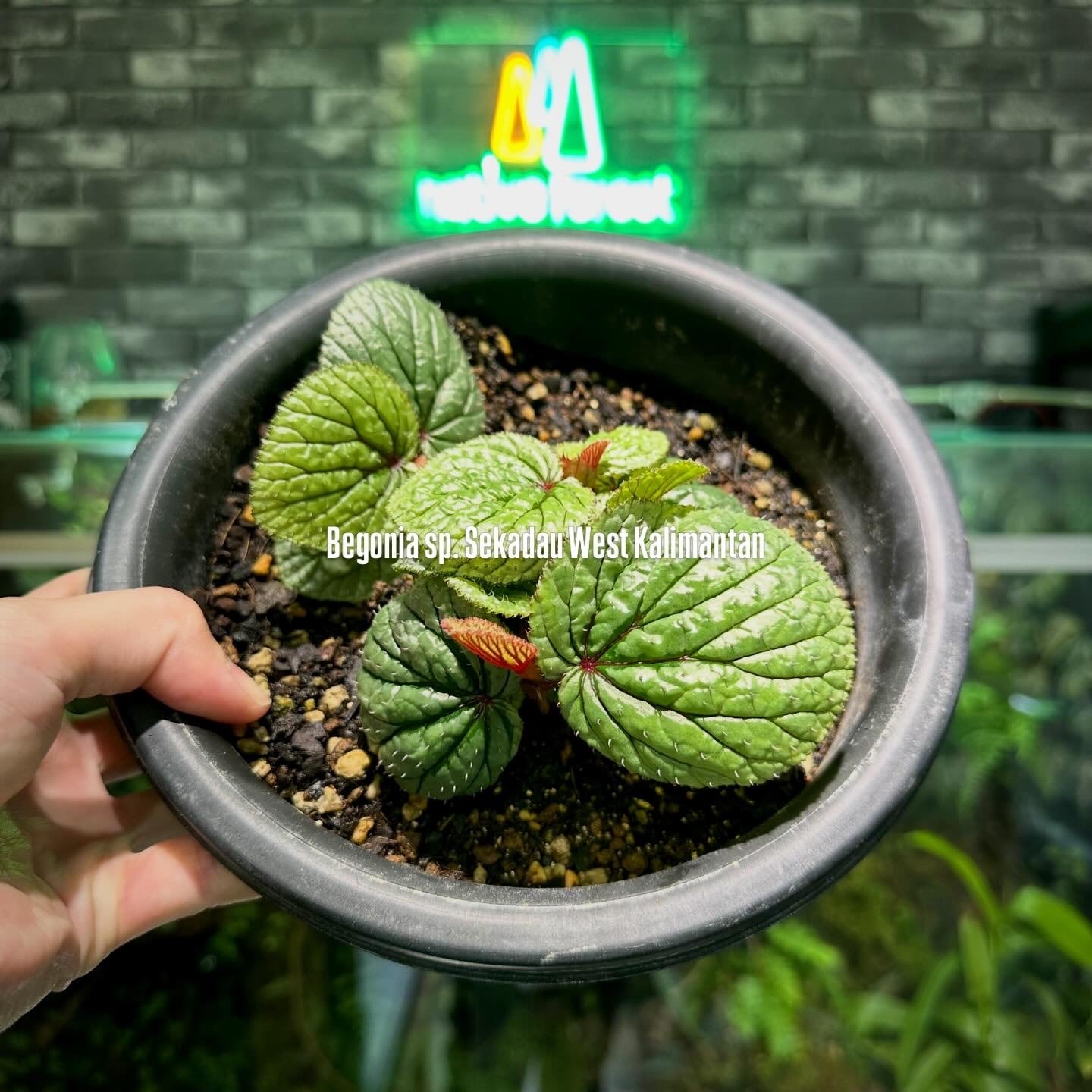 Begonia sp. Sekadau West Kalimantan | ベゴニア専門 オンラインショップ