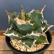 委)アガベ チタノタ 白火焔 ホワイトファイヤー【1092】