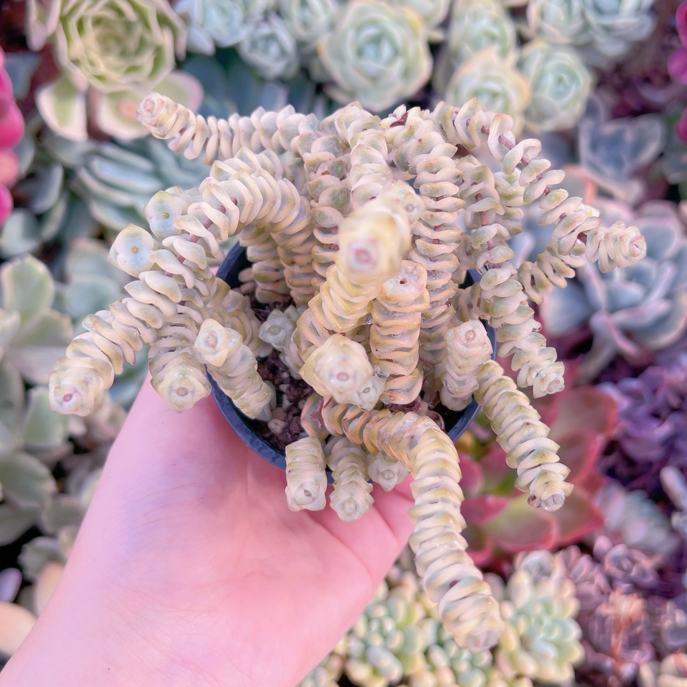 現品　ファンタジー錦#830　るる農園