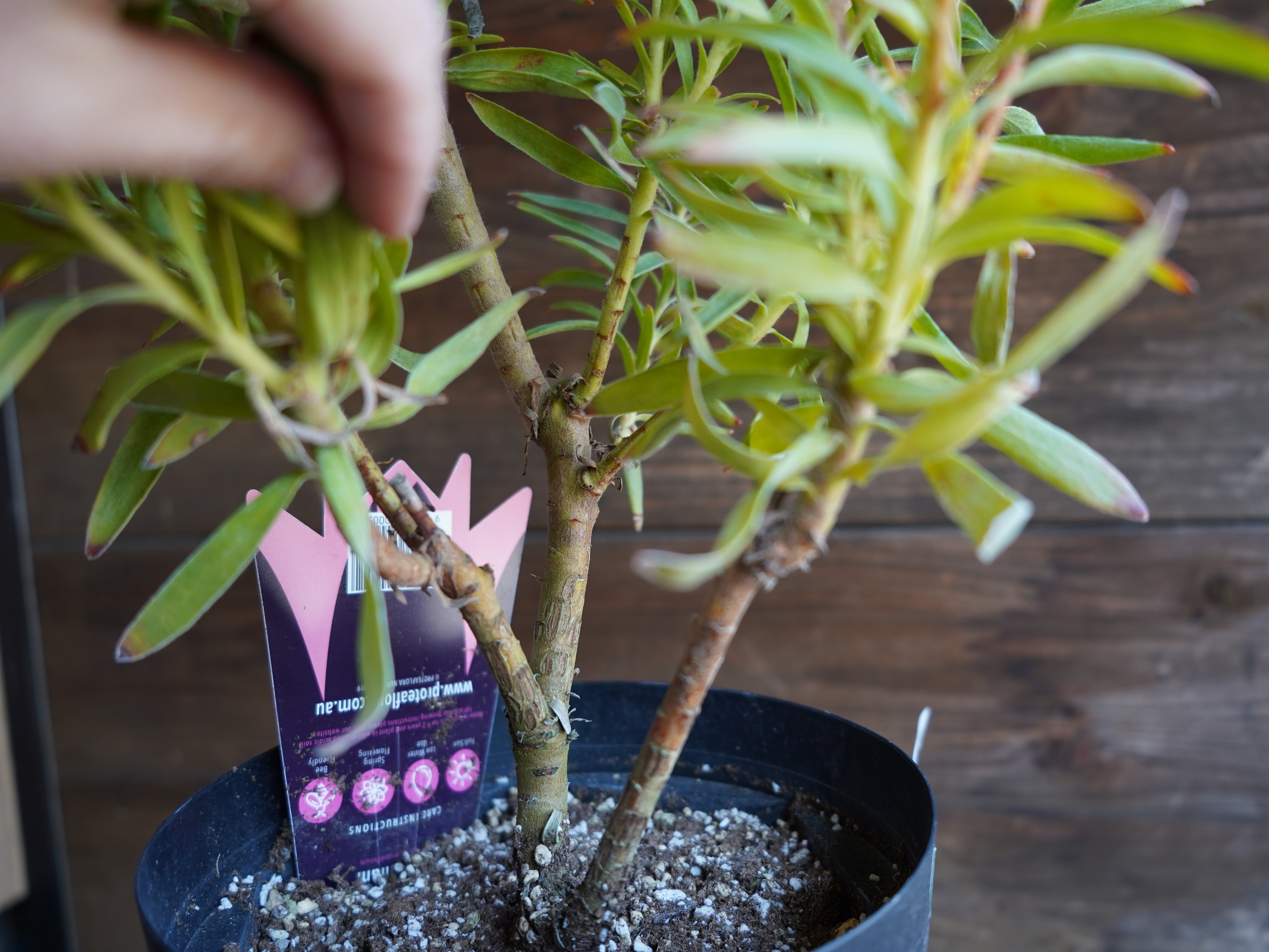 【現物】リューコスペルマム "コーディフォリウム"