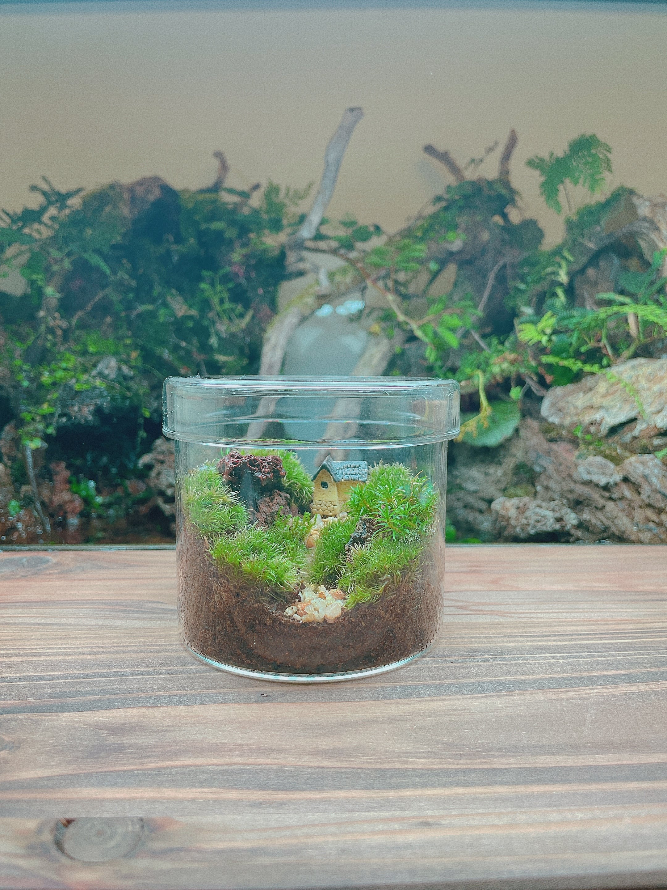 苔テラリウム コレクション No.1 苔テラリウム一品物シリーズ（1