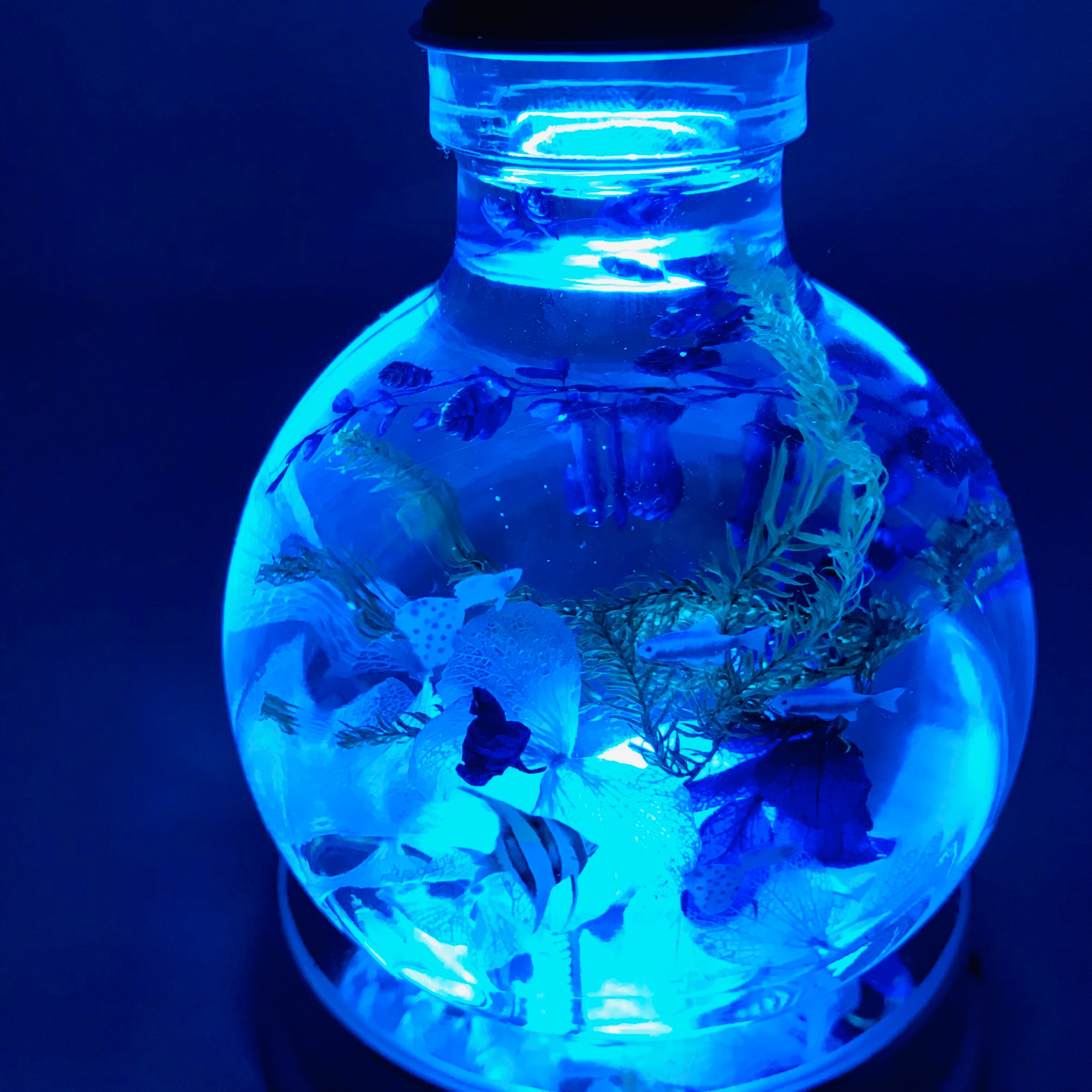 最高級ハーバリウム〜Blue tetra〜 | Mikuy_Flower