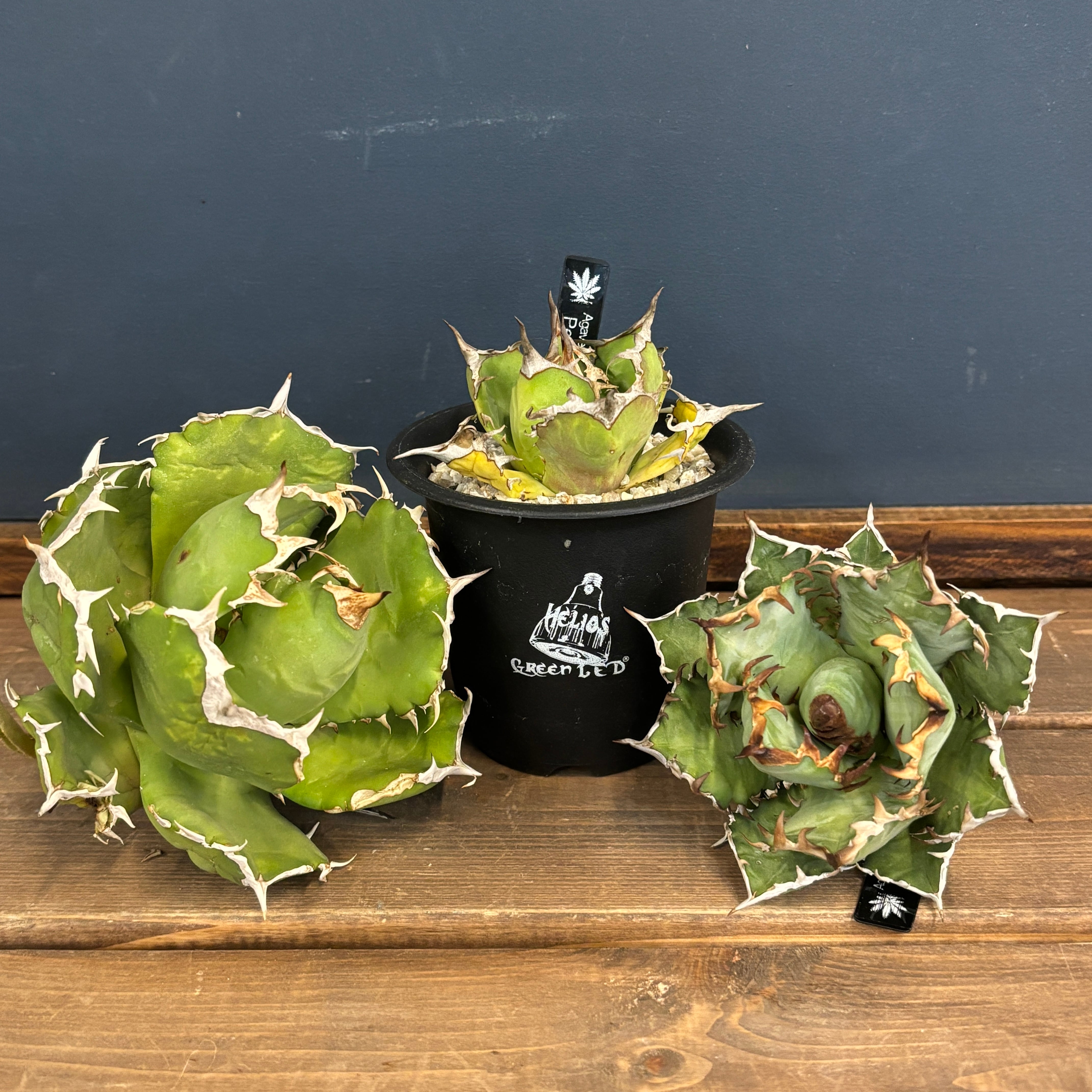 チランジア ストラミネア × マレモンティ【735】 | PROTOLEAF プロトリーフ