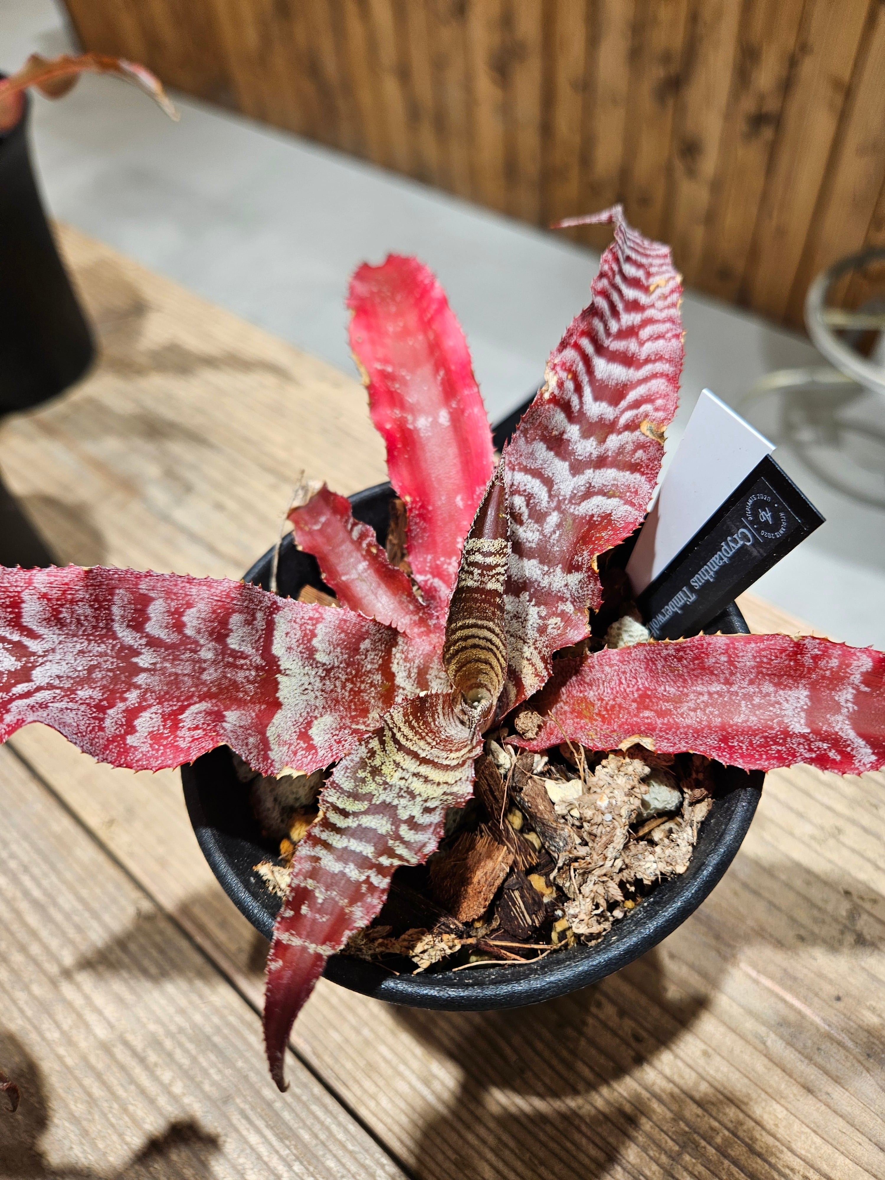 Cryptanthus Timberworf 【artPLANTs/PLANTS GARAGE】 クリプタンサス