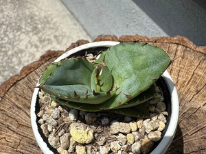 【 I-7 】oteroi seedling ①