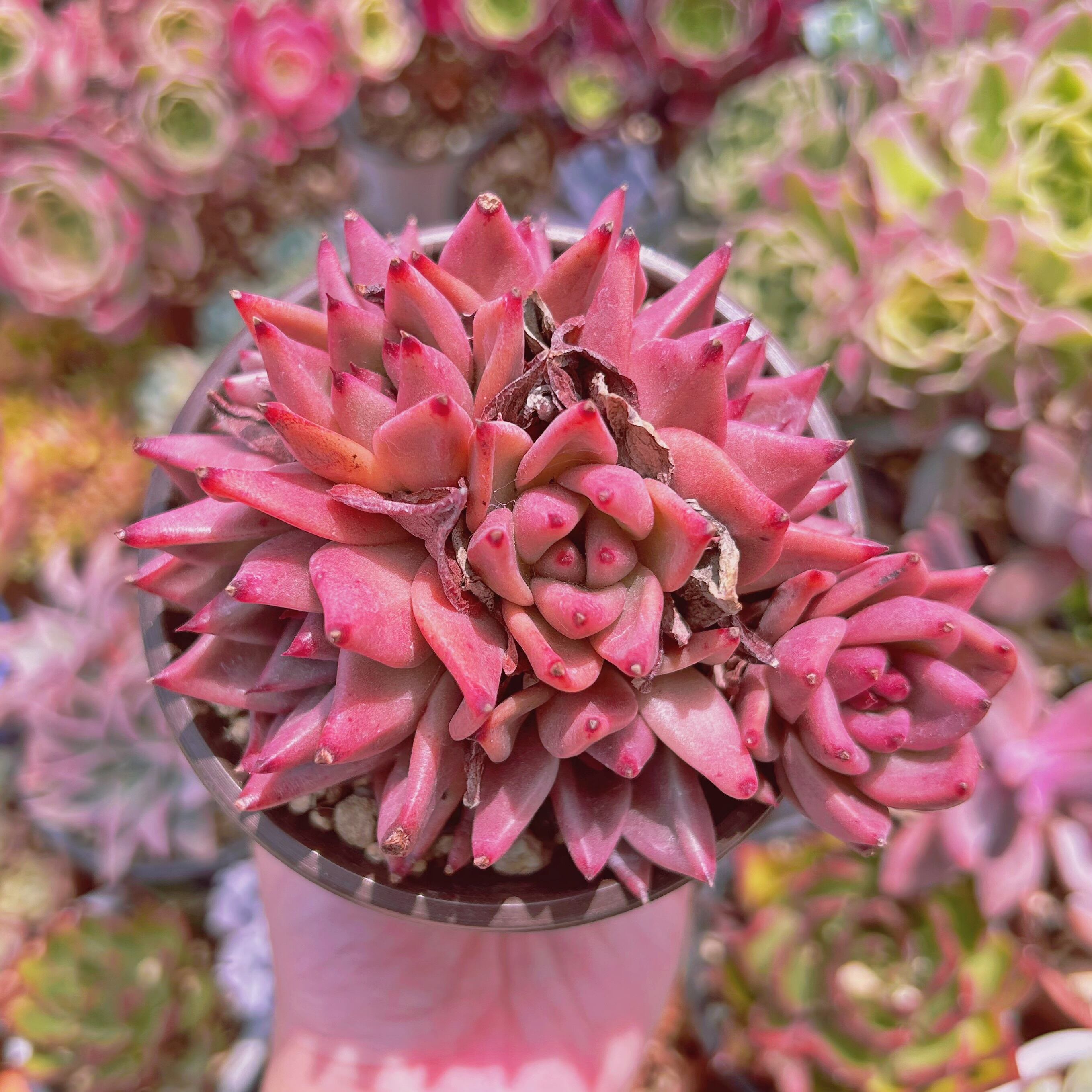 #1156現物　多肉植物　血羅　特大　