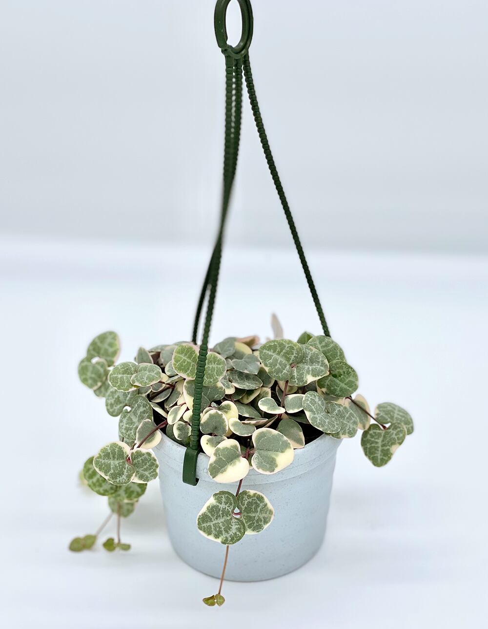 ４２ ハートカズラ レディハート Inakougei イナコウゲイ 観葉植物 鉢 多肉 猫用品