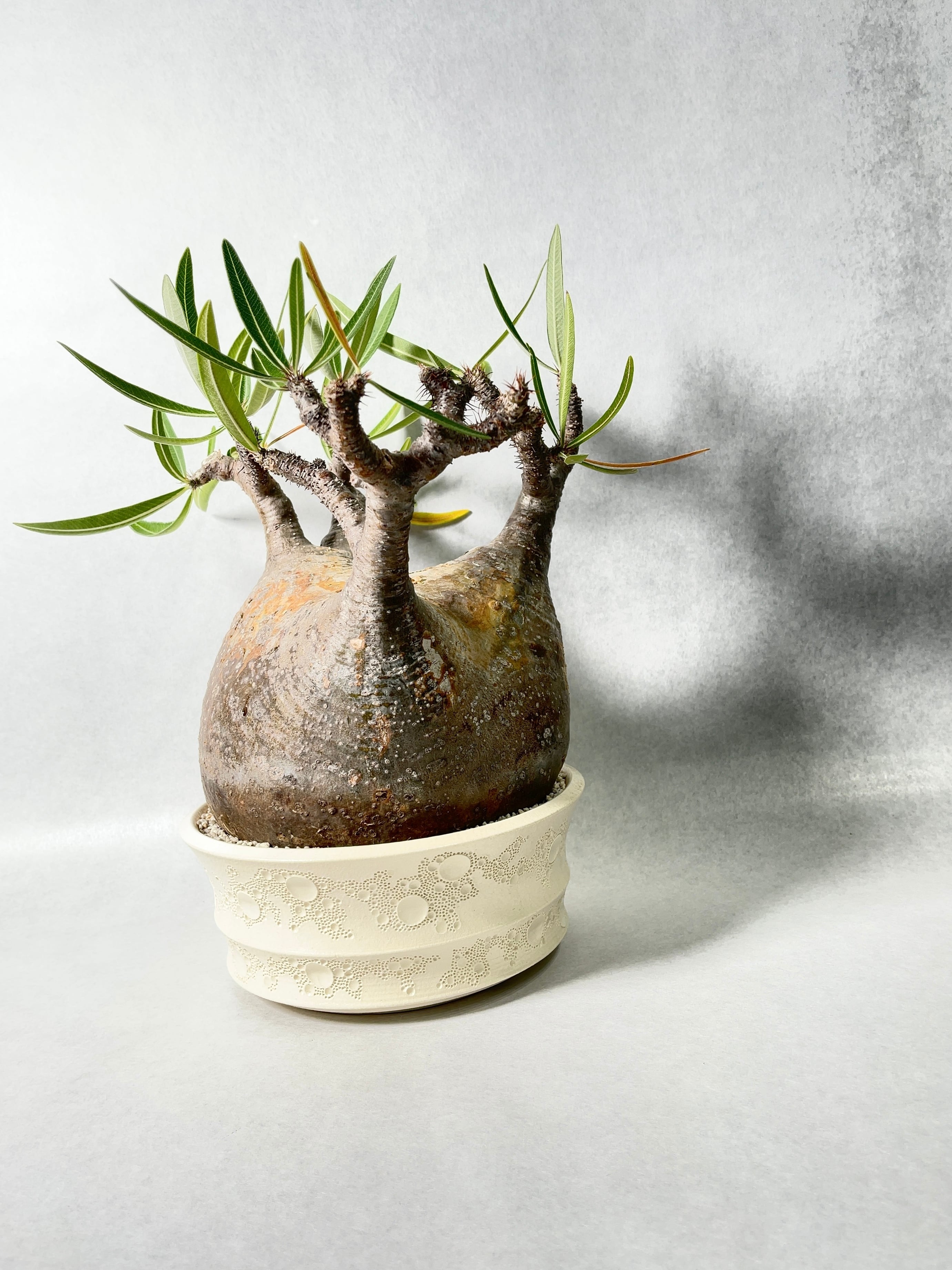 パキポディウム・グラキリス | trigger