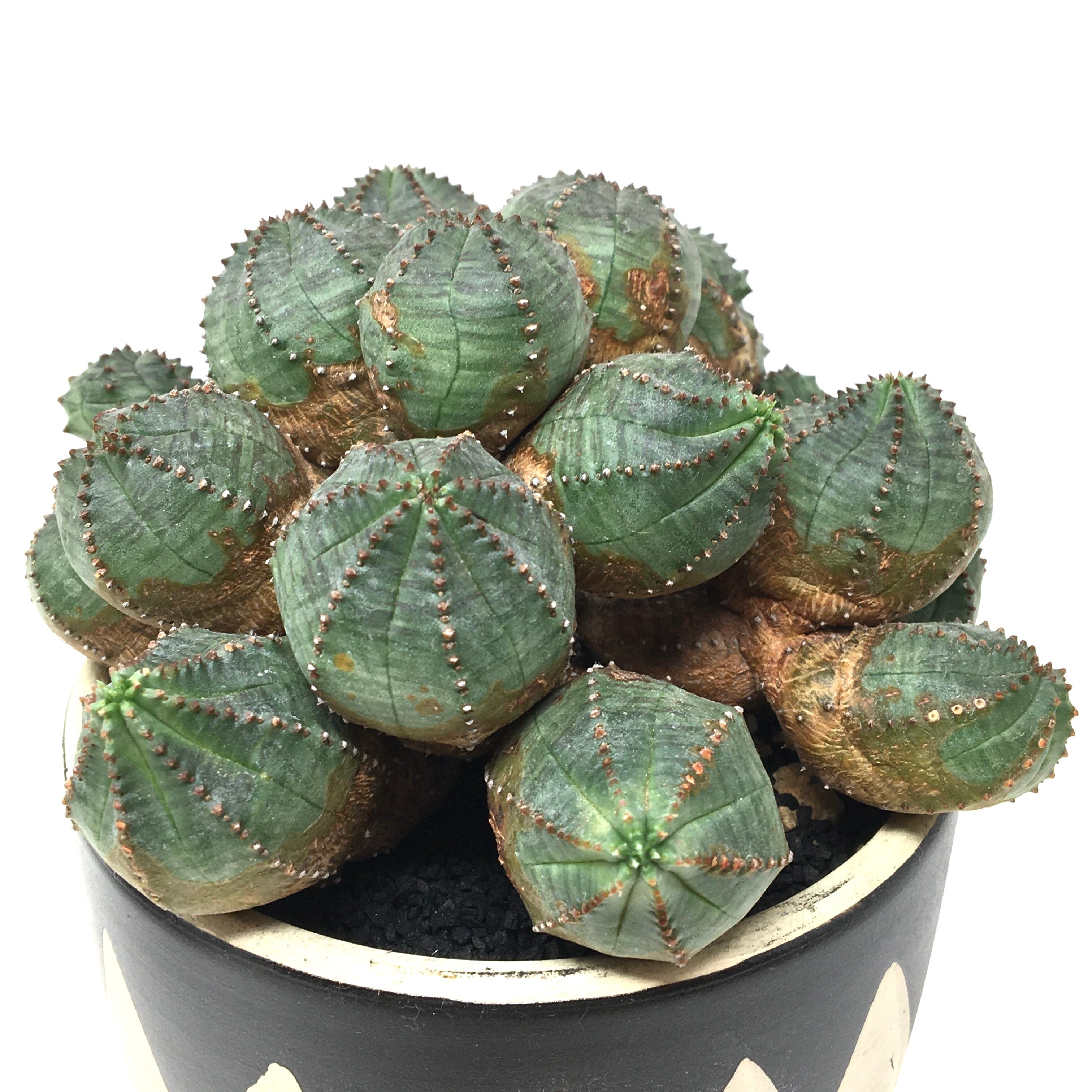 ユーフォルビア オベサブロウ【503】 | PROTOLEAF プロトリーフ