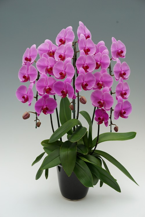 胡蝶蘭(大輪) ピンク系 3本立ち 30~37輪前後