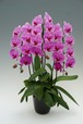 胡蝶蘭(大輪) ピンク系 3本立ち 30~37輪前後
