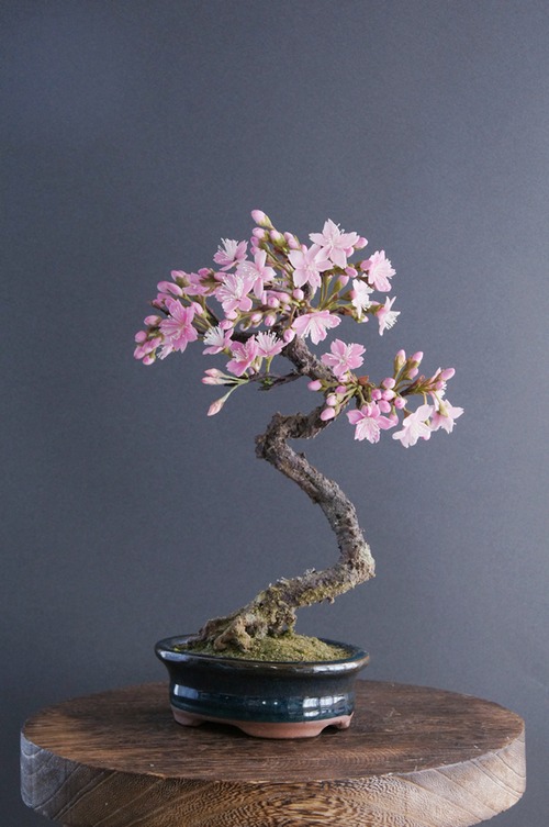盆栽 桜花 Cherry Tree Bonsai #40