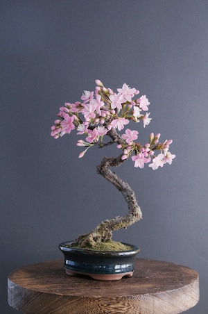 盆栽 桜花 Cherry Tree Bonsai #40