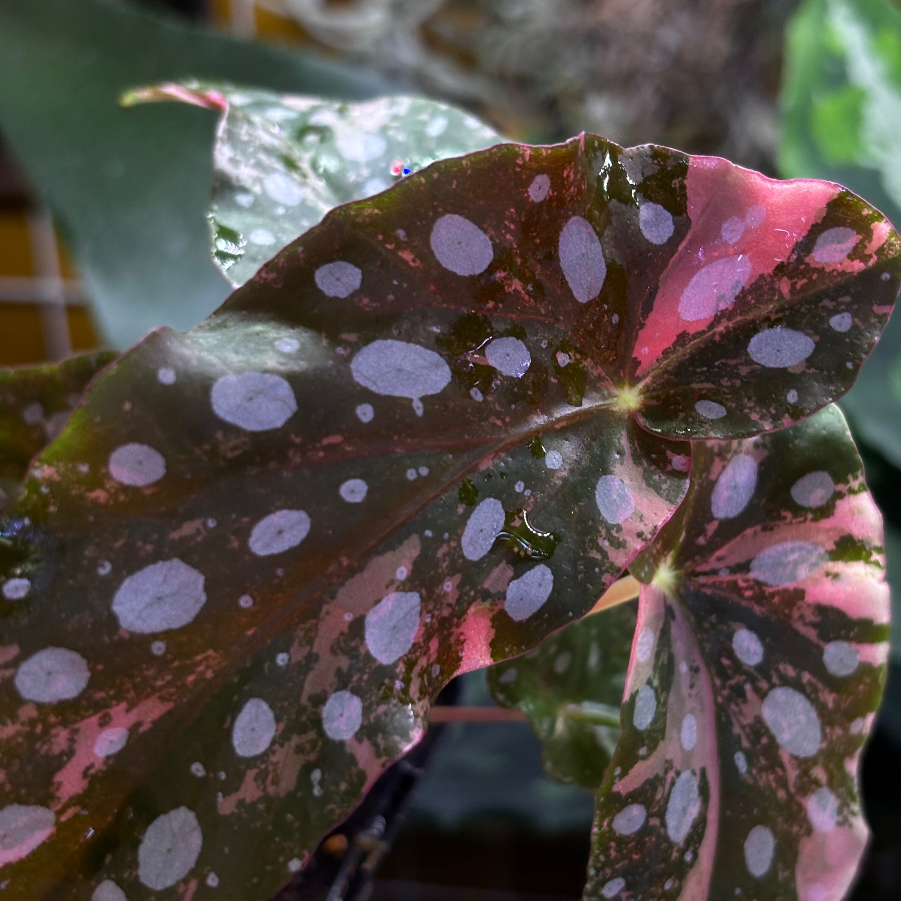 Begonia maculata 'Pink Variegated' | 熱帯雨林植物専門店 トイ吉園芸