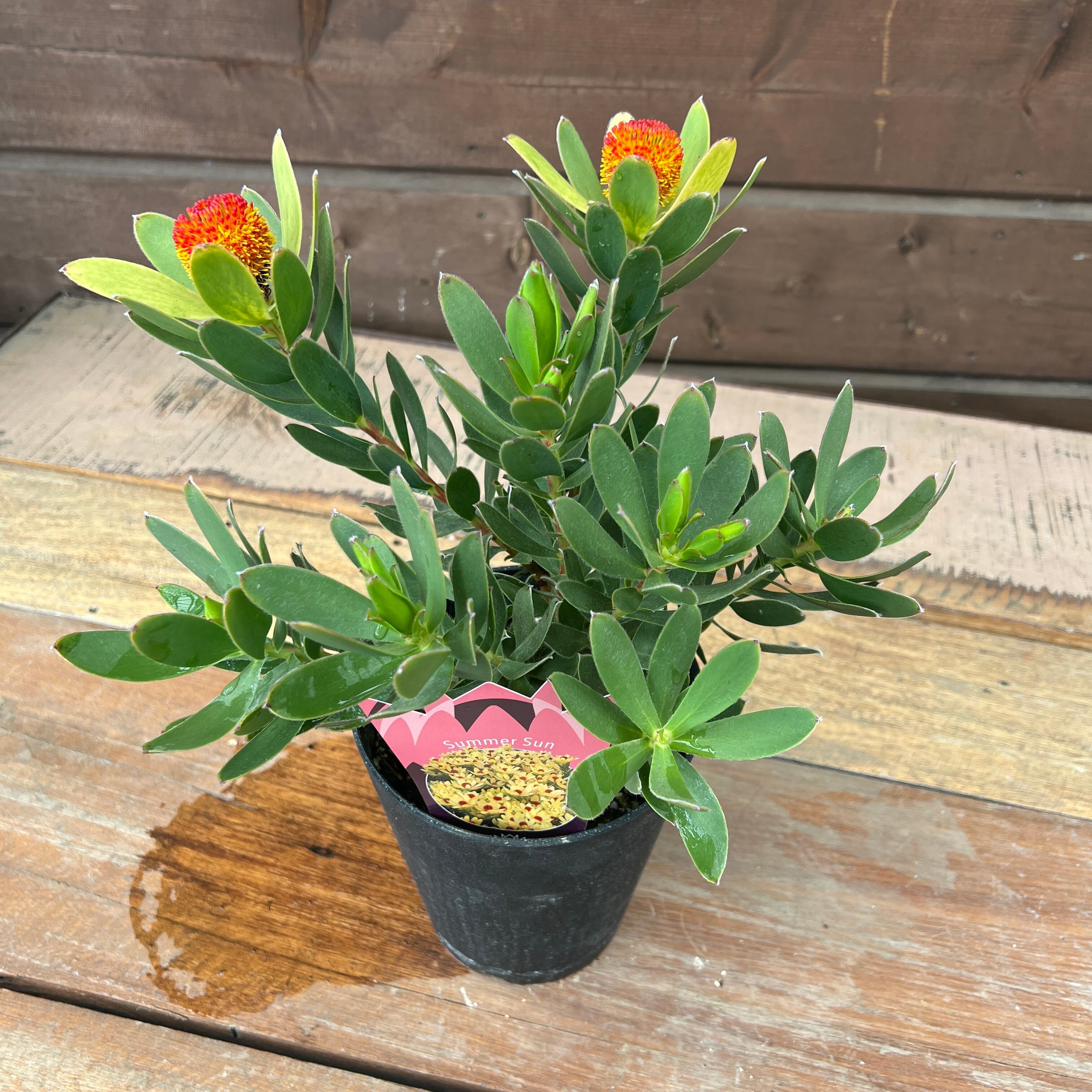 リューカデンドロン サマーサン① | 沼ノ上農園