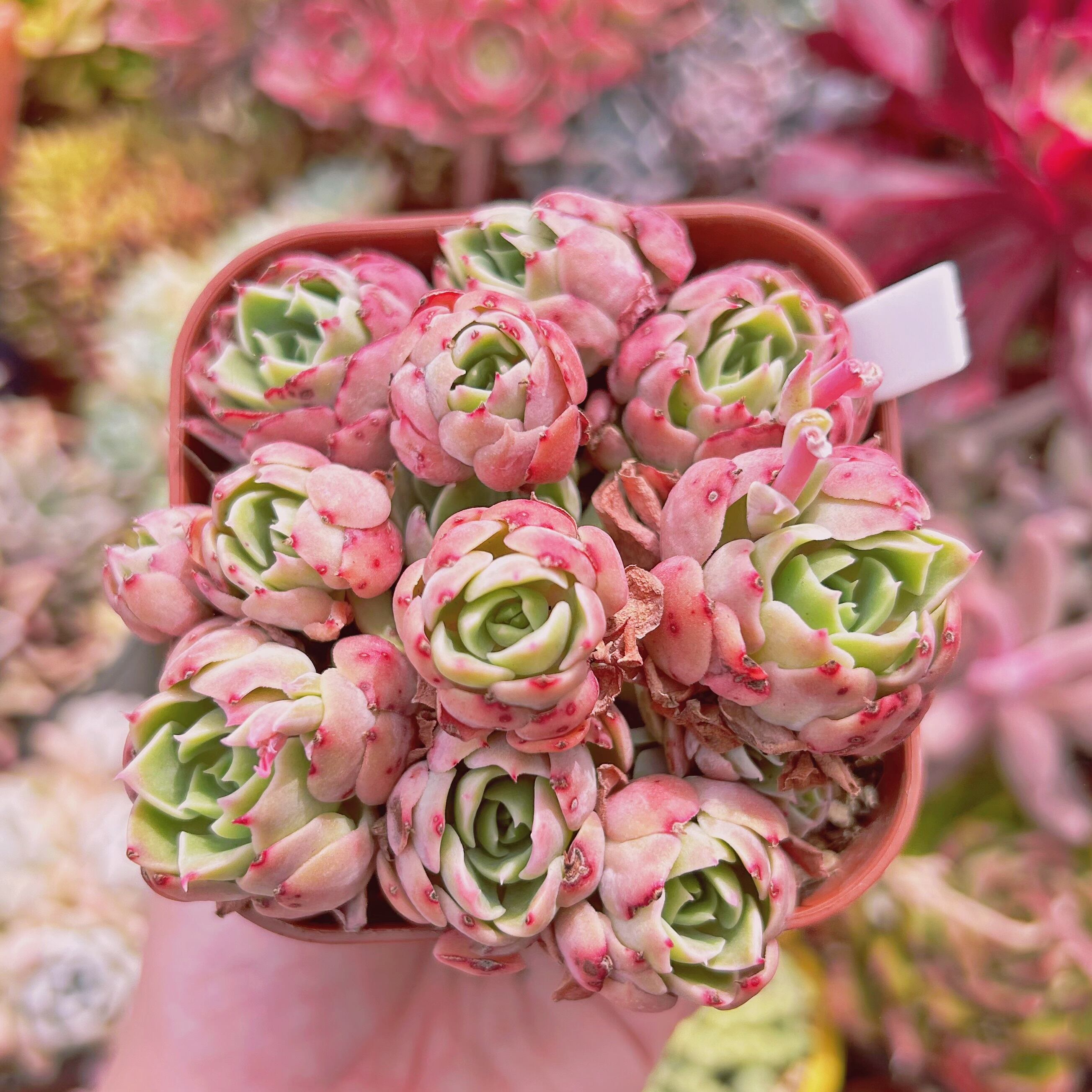 #542現物　多肉植物　デザートローズ　特大
