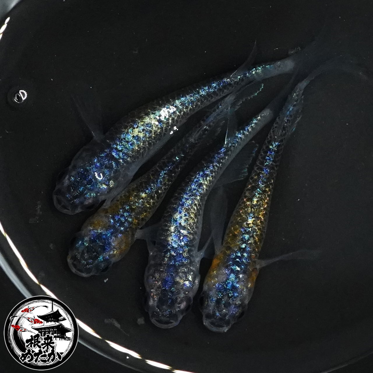 5匹＋補償1匹】レッドクリフ紅白 夢中めだか様血統 | メダカ専門店