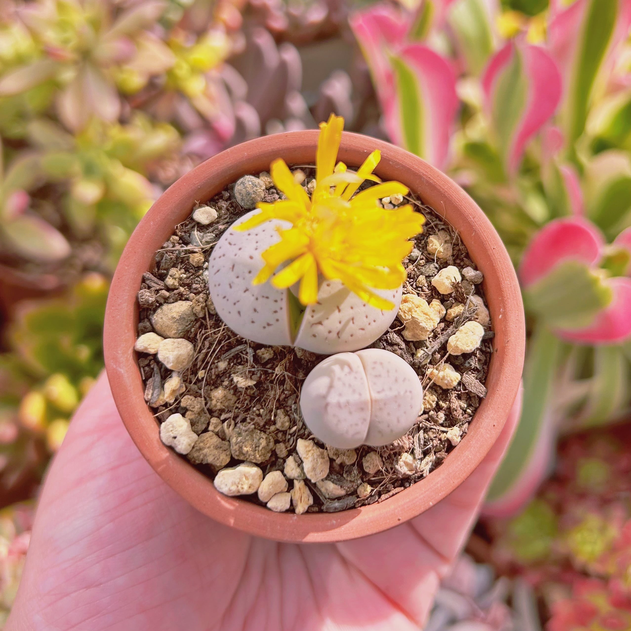 現物　多肉植物　綾耀玉