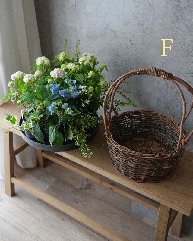 ★再掲載【母の日ギフト・送料込み】山紫陽花の植え込み【 Mサイズ 】器選べます