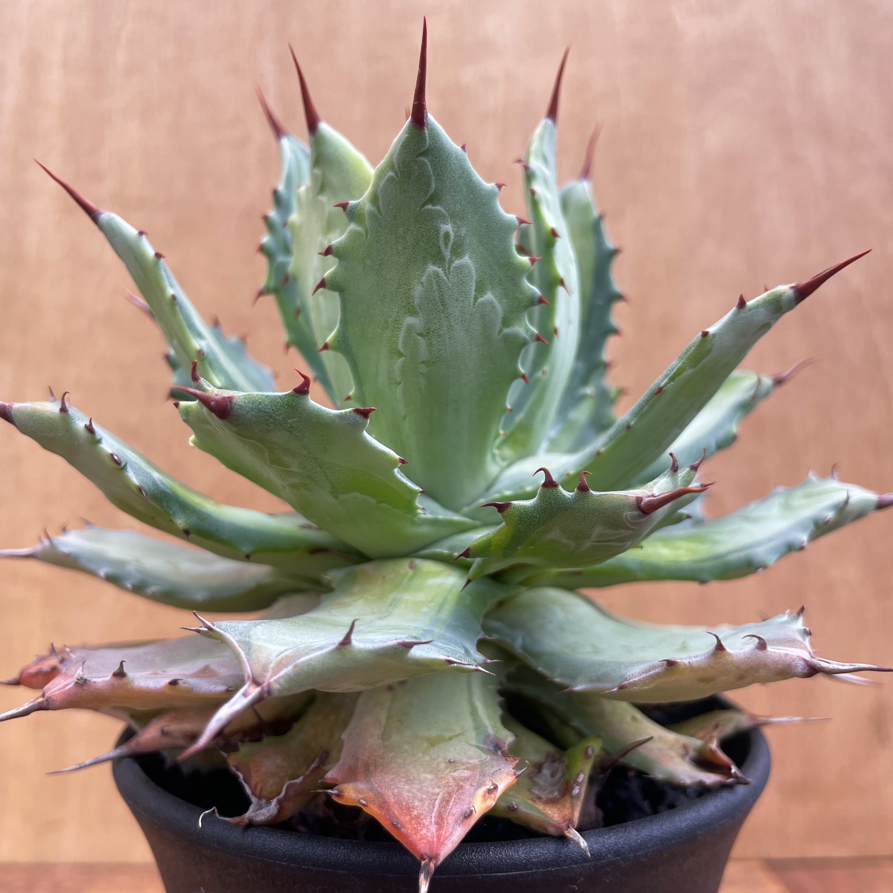 Agave potatorum 'Becky【アガベ・ポタトラム・姫雷神】 | RIMO'S