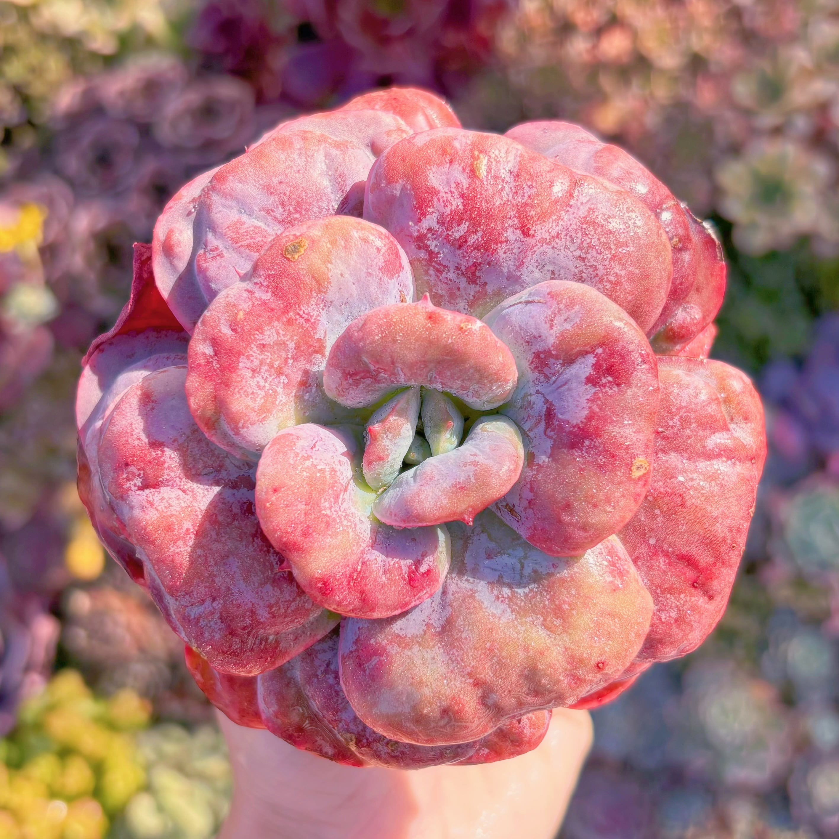 多肉植物　ハートディライト　新入荷　るる農園