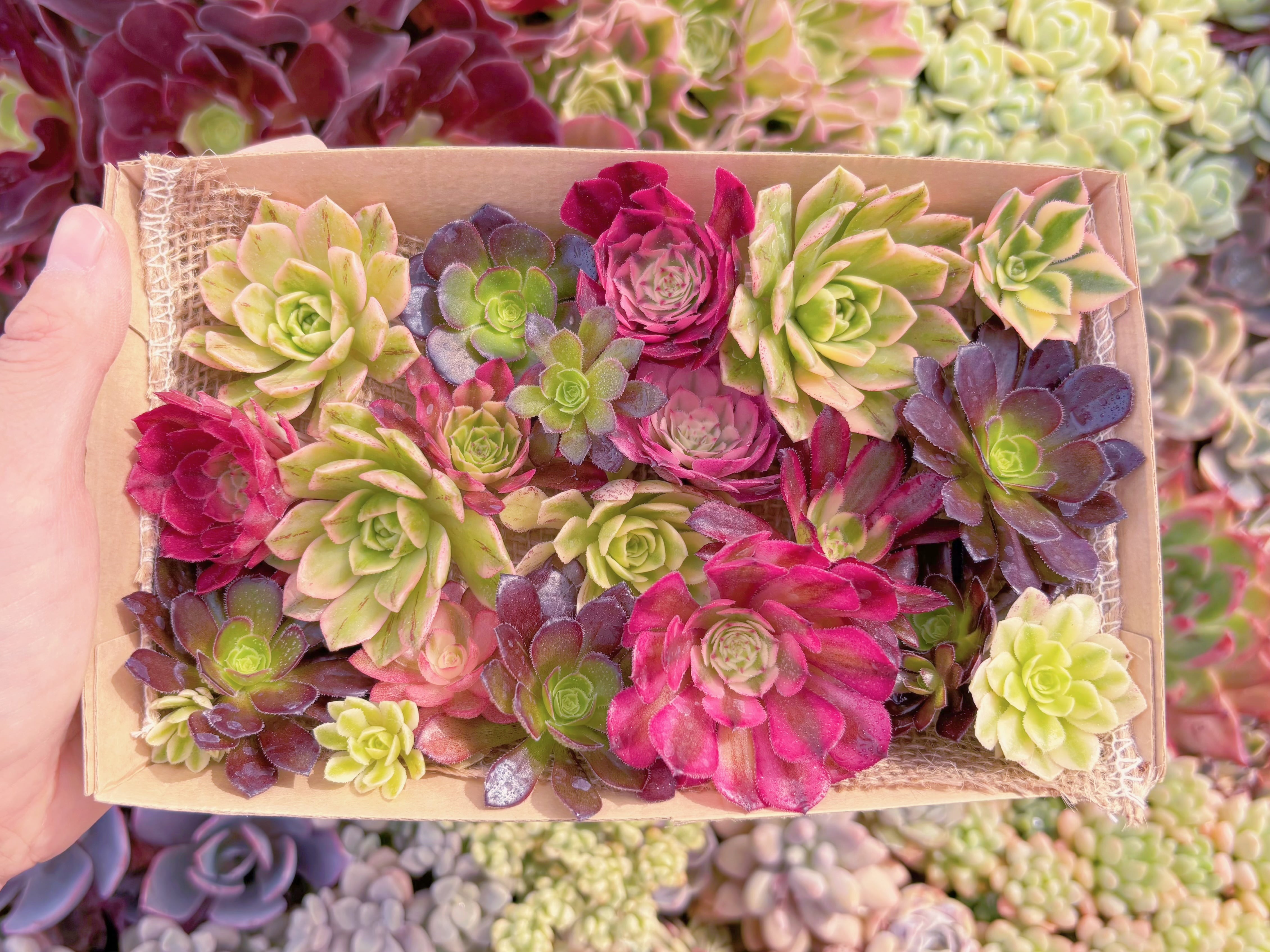 現品　寄せ植えセット#C02　12cmx20cm　るる農園