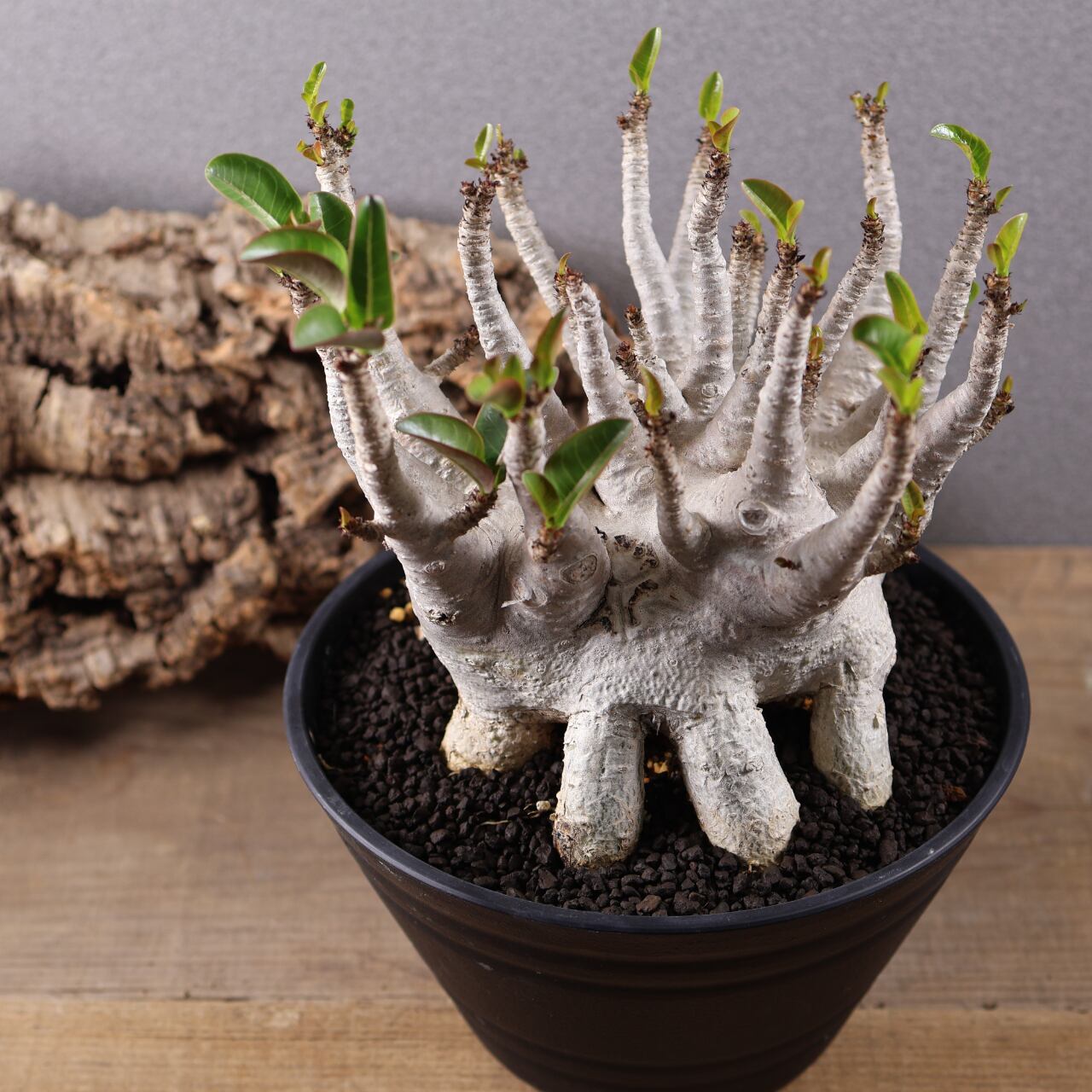 655『特大アデニウム アラビカム』観葉植物【送料無料】 | MARX PLANTS