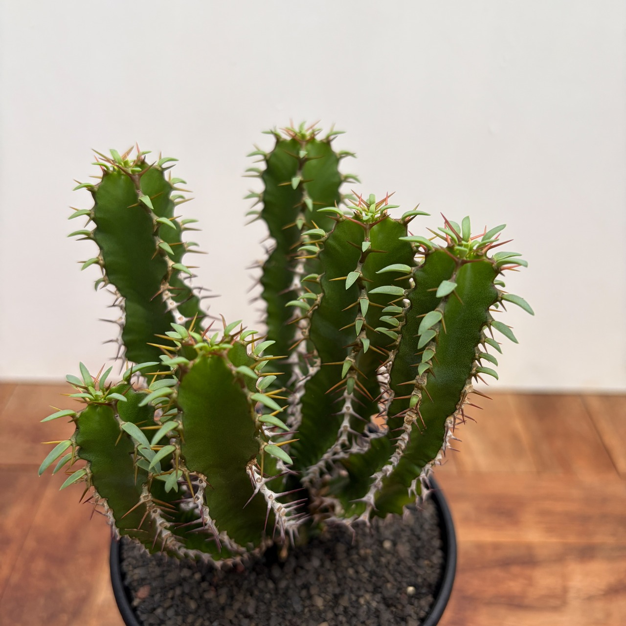 Euphorbia mlanjeana【ユーフォルビア・ムランジーナ】
