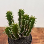 Euphorbia mlanjeana【ユーフォルビア・ムランジーナ】
