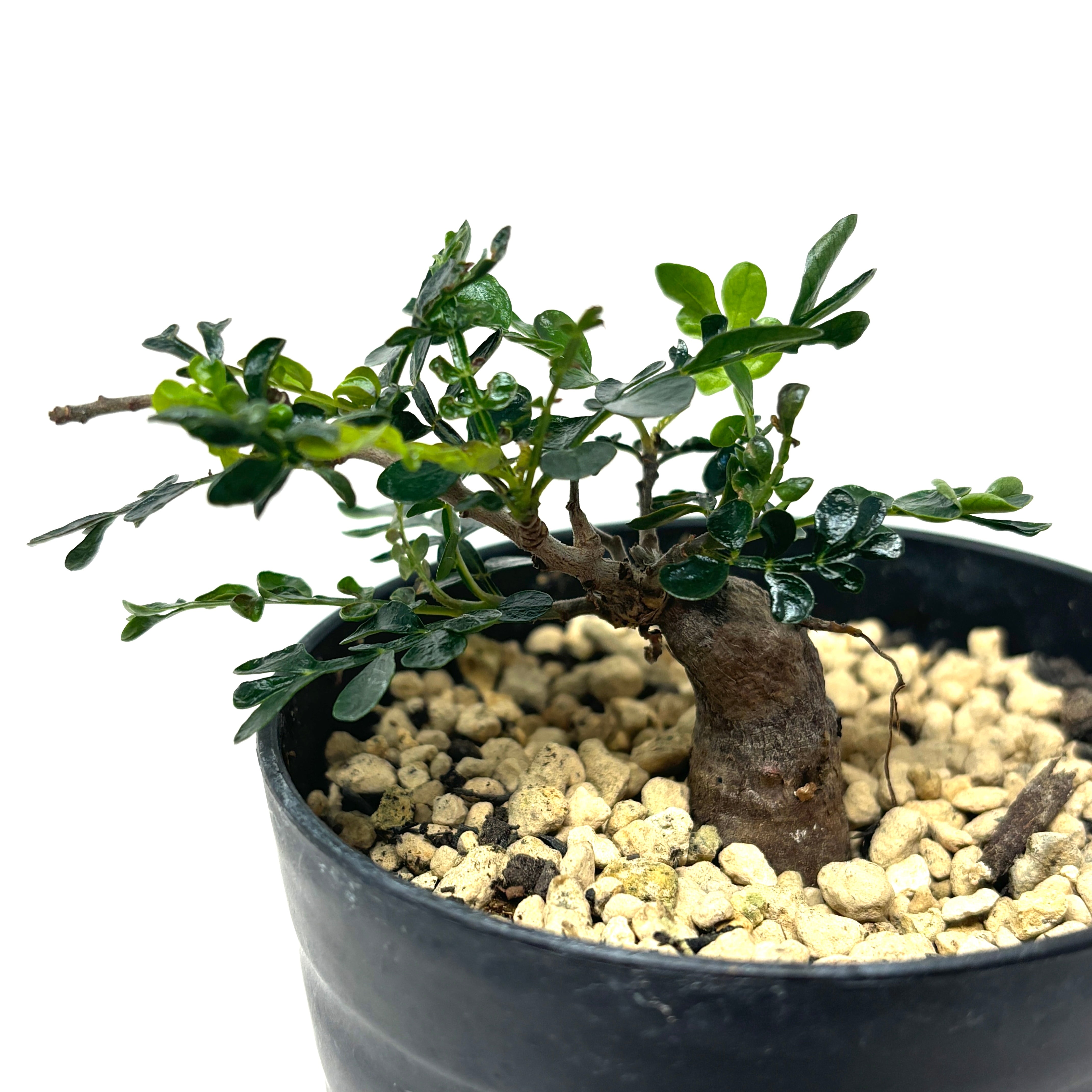 現品・鉢付き】オペルクリカリアパキプス根挿し① （ザ・ファーム  