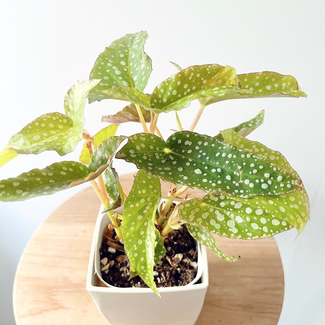 ベゴニア ホワイトアイス【再入荷】個性的ドット 観葉植物 calm cafe