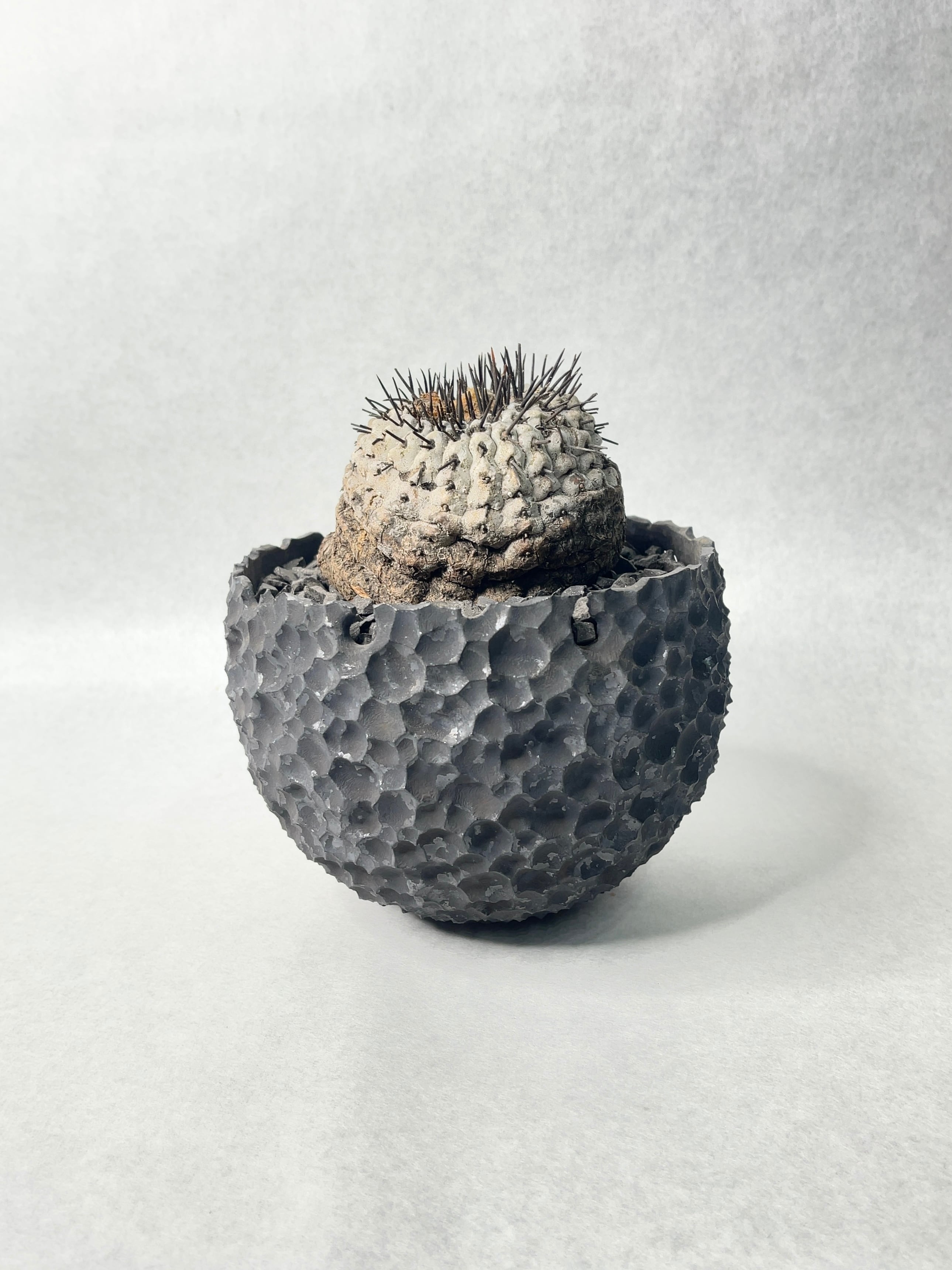 コピアポア・シネレア | trigger