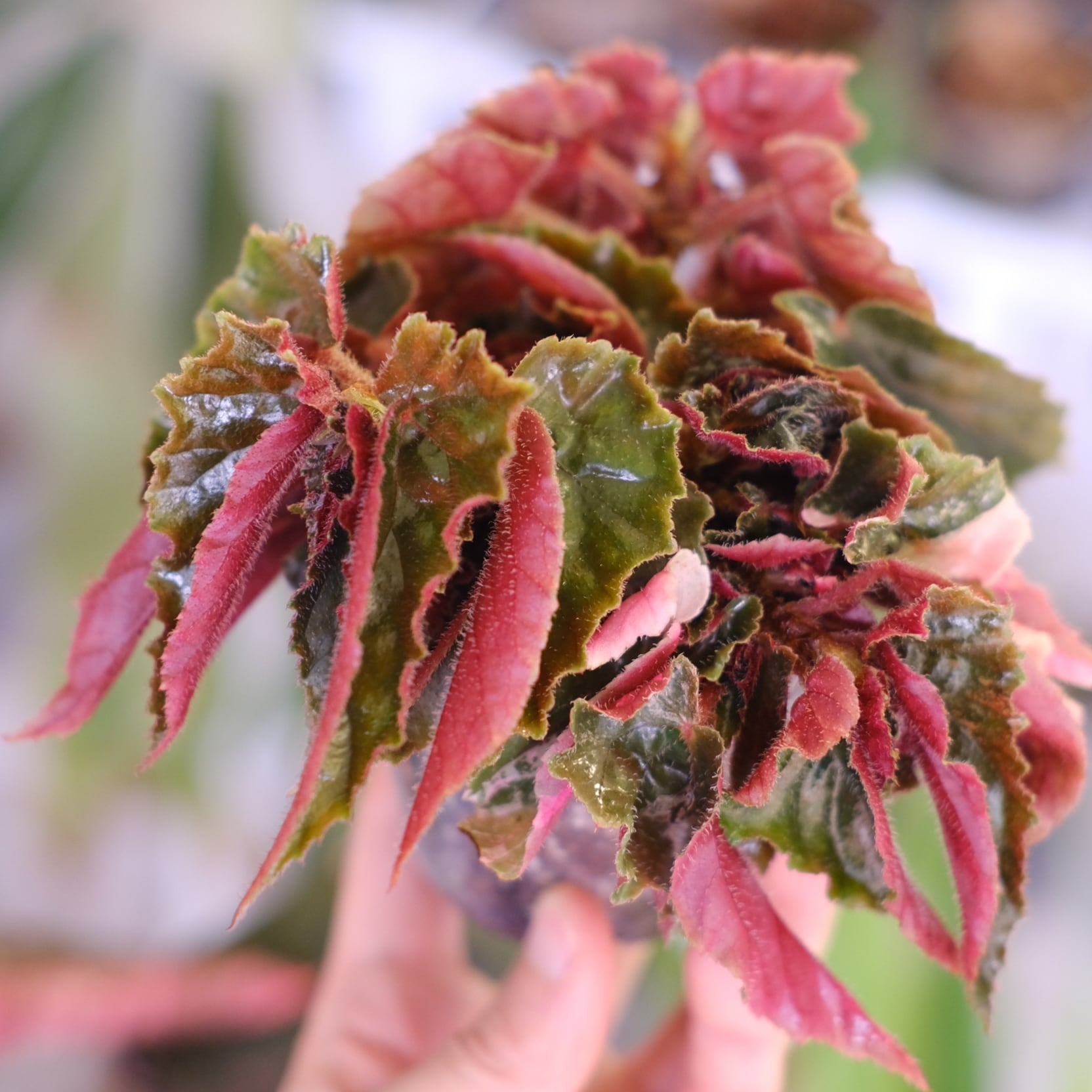 Begonia ginny galaxy│ベゴニア ジニー ギャラクシー⑧│観葉植物