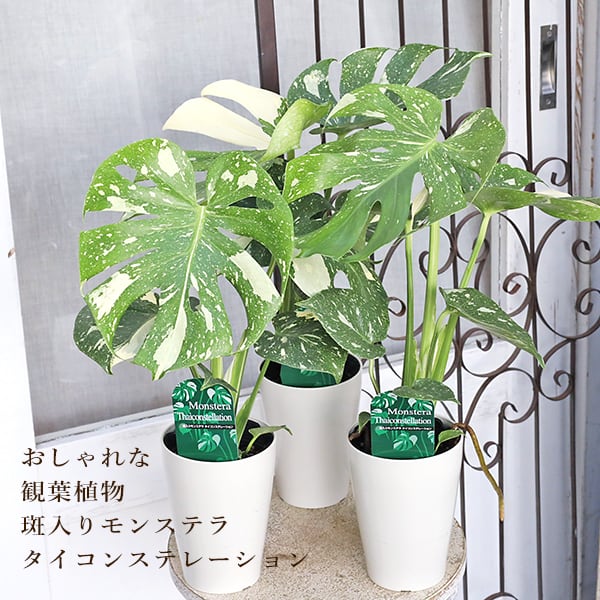 クワズイモ 4号鉢 シマクワズイモ /Alocasia Cucullata ※ウッドポット