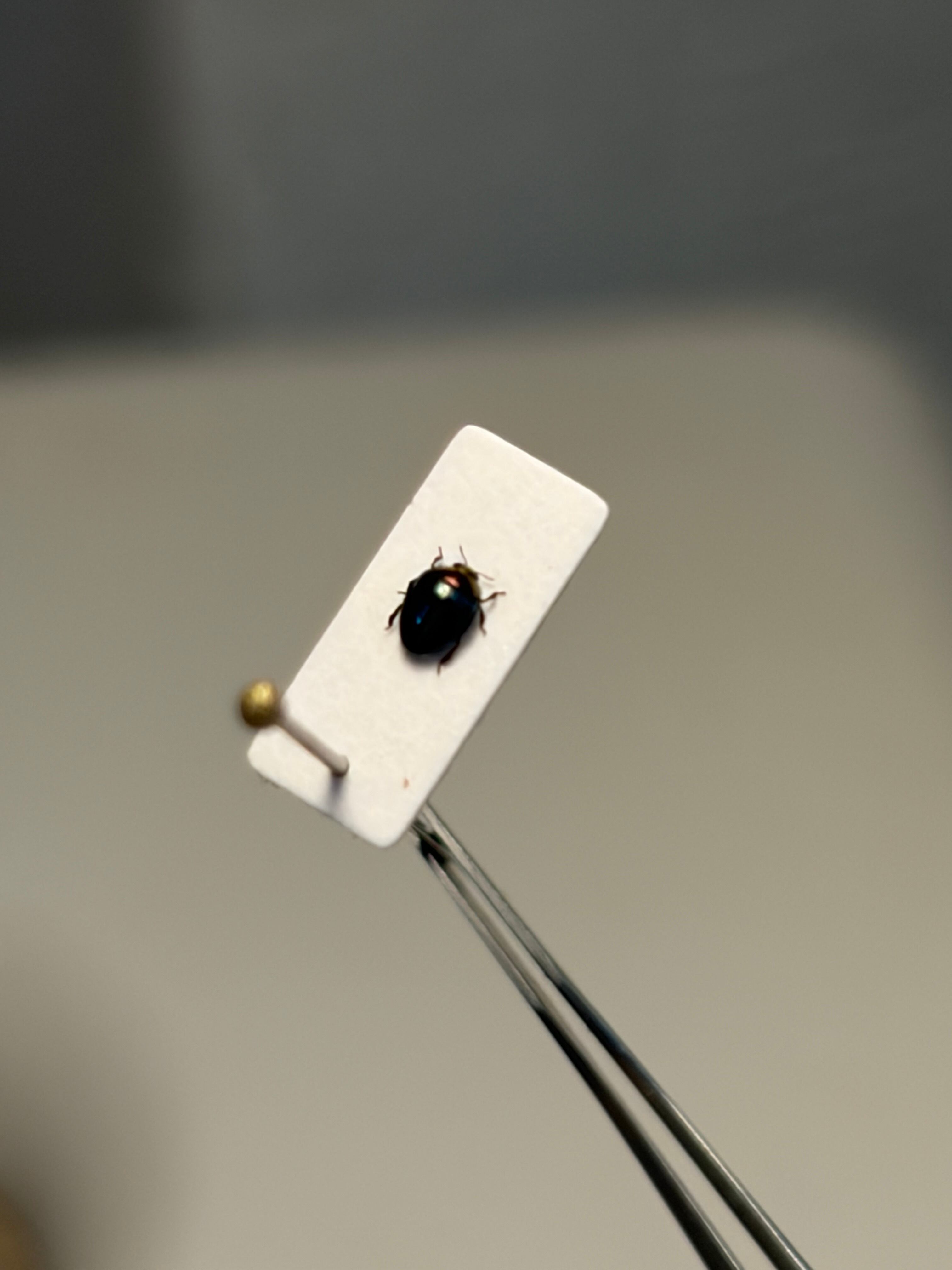 【2mm】多分極小ハムシの一種 標本 ハナムグリカナブン プラチナコガネタマムシ 2mm】多分極小ハムシの一種 標本 ハナムグリカナブン プラチナコガネ
