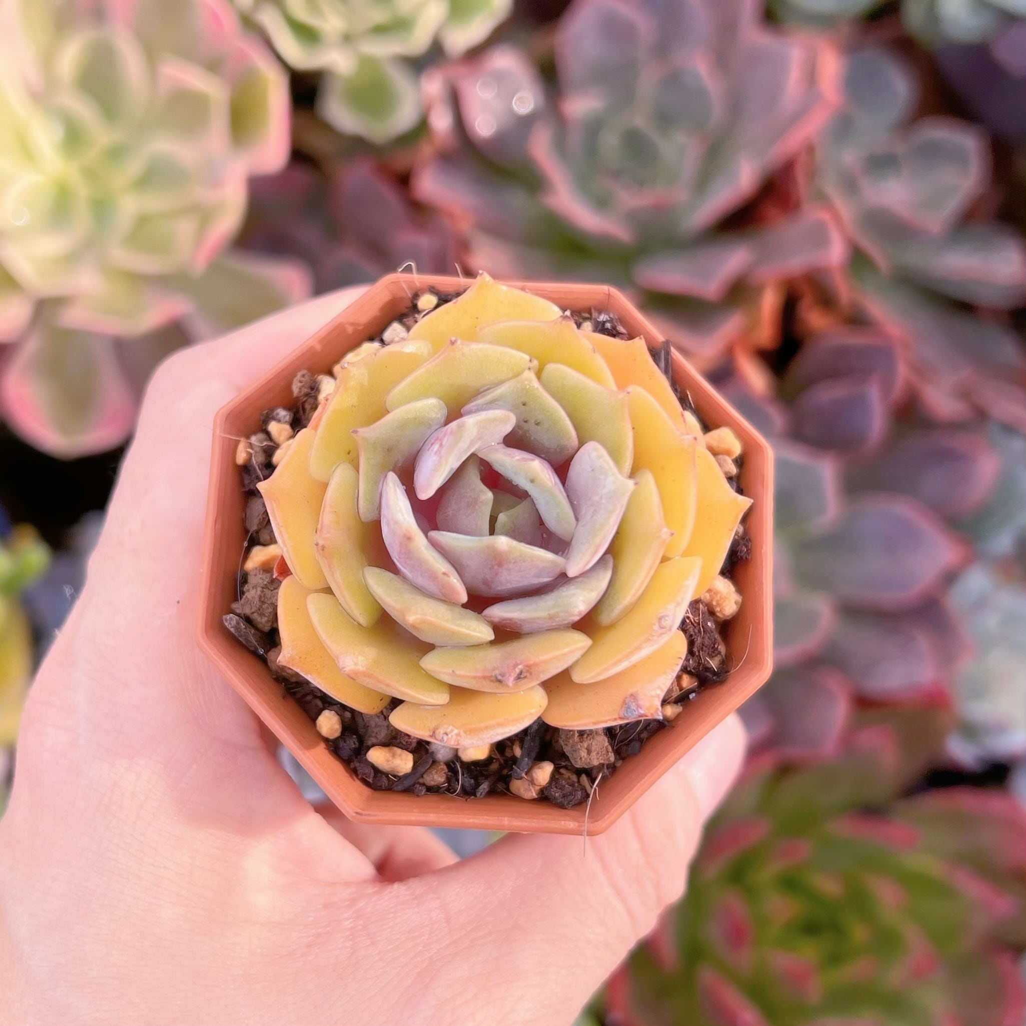 多肉植物　紫姫　新入荷　るる農園