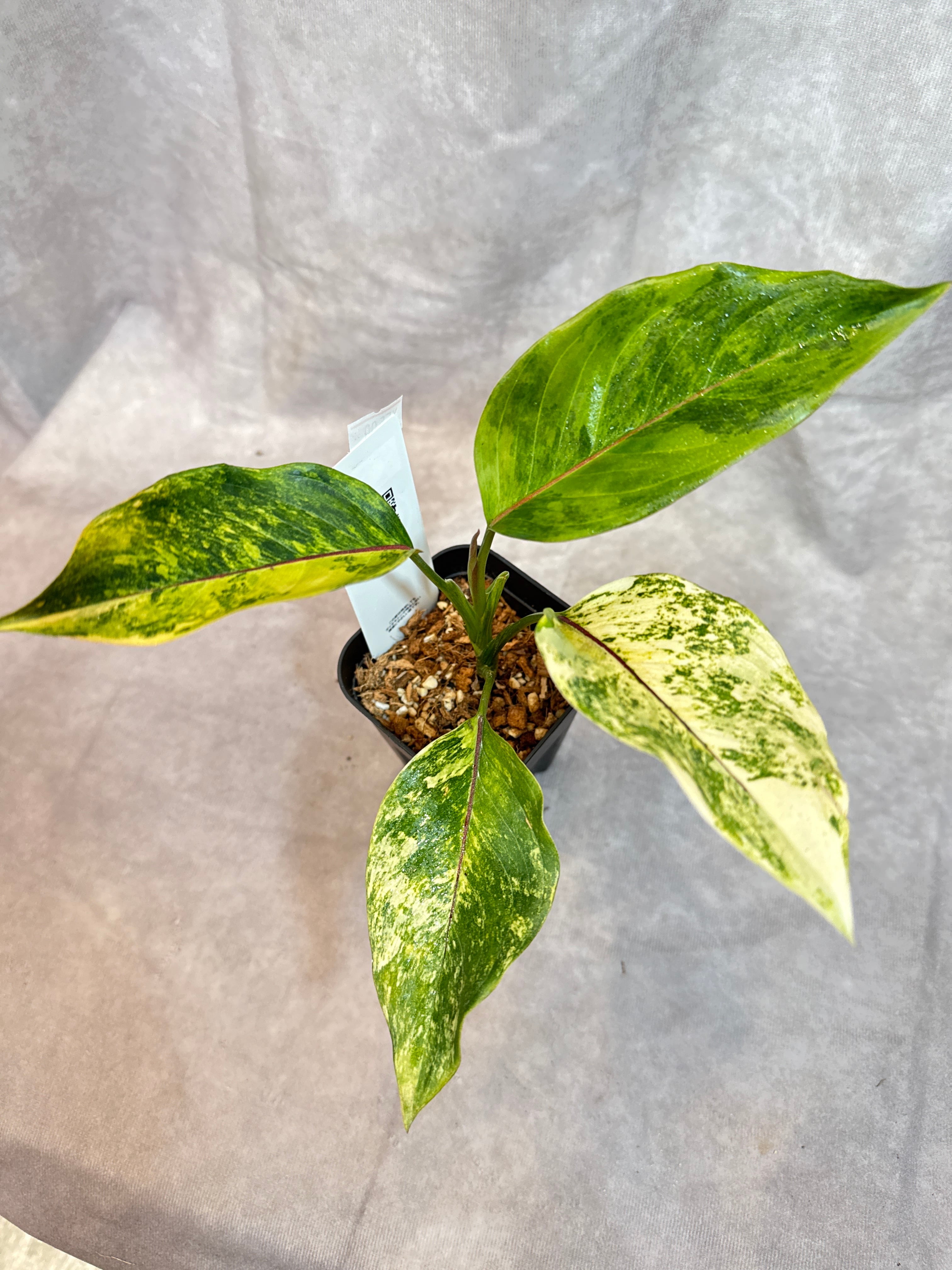 Aglaonema simplex ' Red Line' variegated / シンプレックス レッド