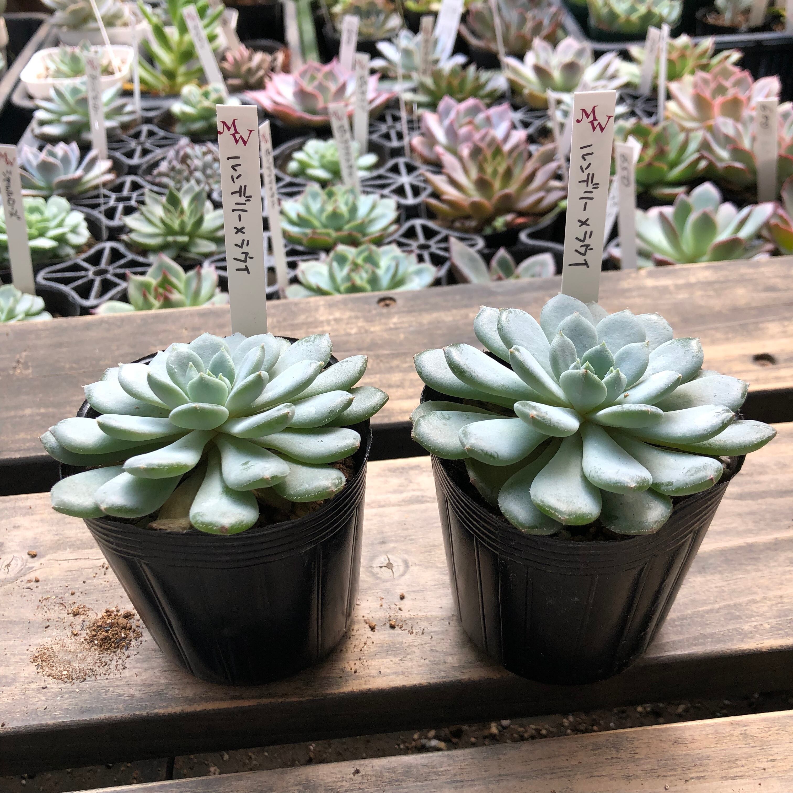 ルンデリー ラウイ Vivero Hiro エケベリア 多肉植物 Melty Works 多肉植物 と Dulton プランター のお店