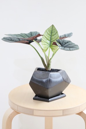 【M】アロカシア ネブラ エレーン/Alocasia