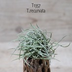 【送料無料】レクルバータ〔エアプランツ〕現品発送T1357